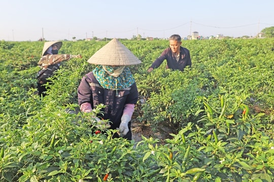 Nông nghiệp Hà Nội tìm hướng thay đổi để đáp ứng những đòi hỏi của thị trường