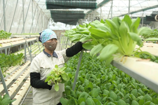 Doanh nghiệp đóng vai trò dẫn dắt trong chuỗi giá trị nông nghiệp