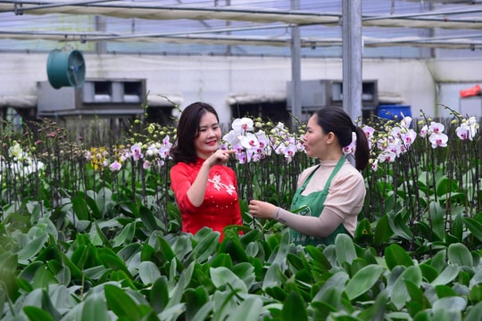 Nông nghiệp Hà Nội không thể đi theo lối cũ