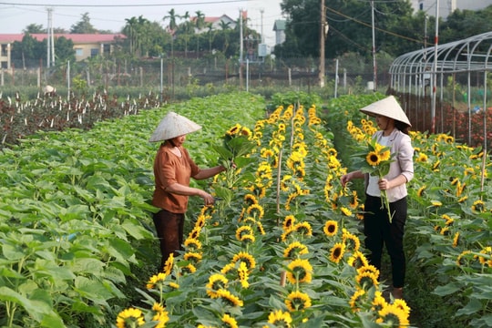 Nông nghiệp đô thị: Lời giải cho bài toán nâng cao chất lượng sống