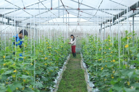 Bước chuyển chiến lược của nông nghiệp Thủ đô