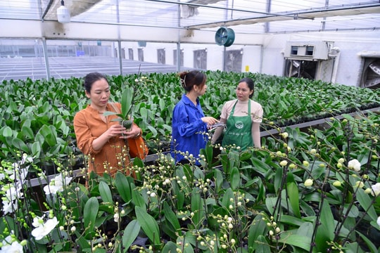Khi nông nghiệp Hà Nội bước vào cuộc chơi công nghệ và đổi mới sáng tạo