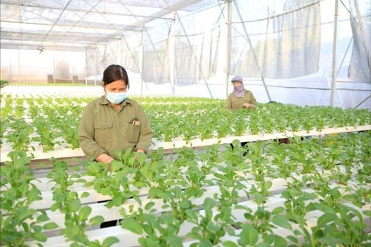 [TRỰC TIẾP] Chương trình thời sự: Phát triển nông nghiệp đô thị - Thay đổi tư duy trong kỷ nguyên mới