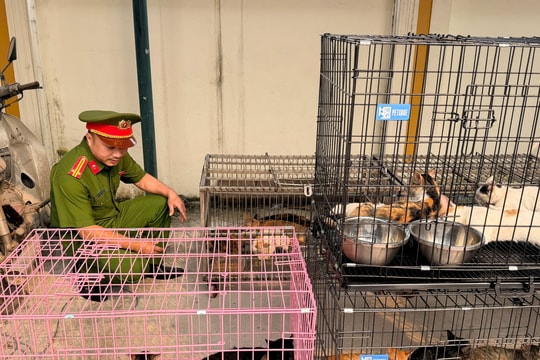 Lật tẩy thủ đoạn của đường dây chuyên trộm mèo