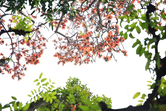 Bắc Bộ nắng nhẹ, có mưa vài nơi