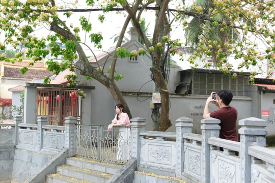 Tháng Tư về, hoa bún đánh thức hồn làng trong phố