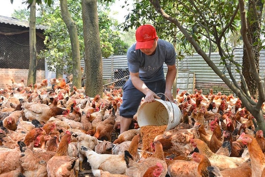 Phòng, chống dịch bệnh động vật thời điểm giao mùa: Chủ động từ sớm, kiểm soát từ gốc