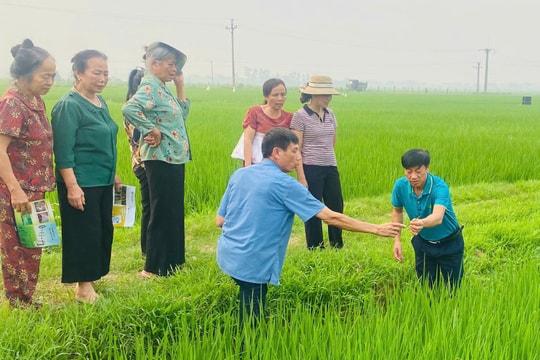 Giữ màu xanh trên cánh đồng Ứng Thiên