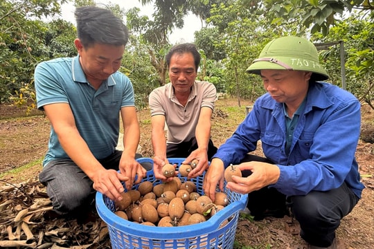 Gỡ “nút thắt” để nông nghiệp Hòa Xá phát triển bền vững