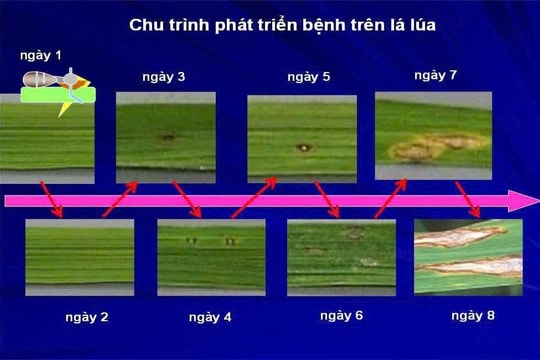 Xã Hòa Lạc: Chủ động các biện pháp phòng trừ bệnh hại lúa xuân