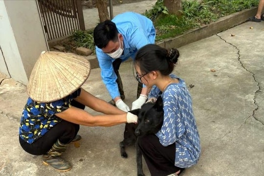 Chương Mỹ đẩy nhanh tiêm phòng vắc xin cho đàn gia súc, gia cầm