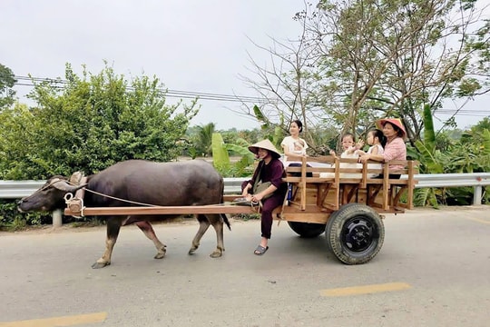 Khám phá làng cổ Đường Lâm bằng xe trâu: Thêm trải nghiệm, tăng sức hút du khách