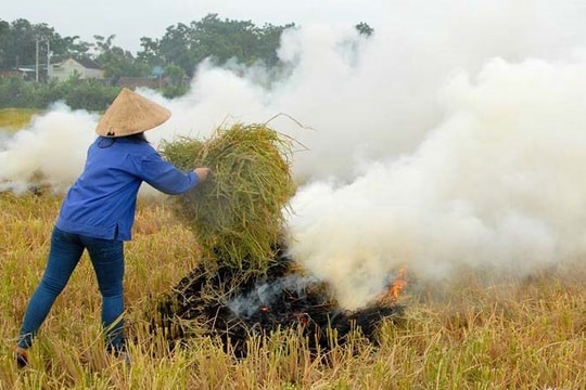Hà Nội: Xử lý nghiêm hành vi đốt rơm rạ để bảo vệ môi trường không khí