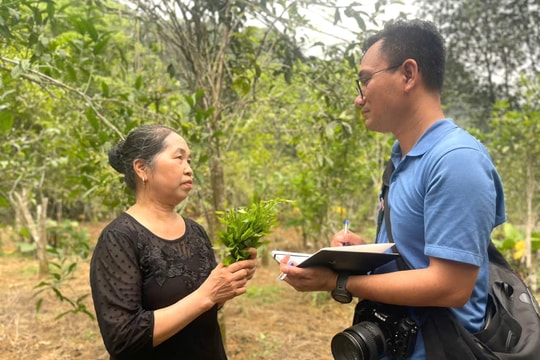 Rau sắng Hương Sơn: “Lộc rừng” níu chân du khách