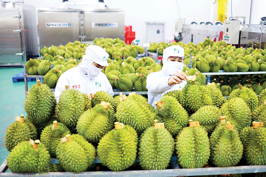 Quan hệ kinh tế - thương mại Việt Nam - Trung Quốc ngày càng sâu rộng