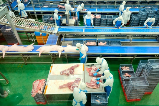 Hà Nội quy hoạch điểm giết mổ tập trung, tháo gỡ “điểm nghẽn” về an toàn thực phẩm