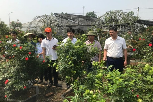 Mê Linh thực hiện chuyển đổi số gắn với nông nghiệp sạch