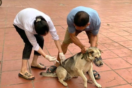 Kiểm tra công tác tiêm phòng dại chó, mèo tại xã Thư Lâm