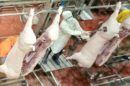 Giết mổ công nghiệp: Bước tiến trong kiểm soát thực phẩm