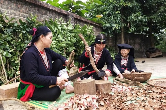 Sinh kế từ cây thuốc nam giữa đại ngàn Ba Vì