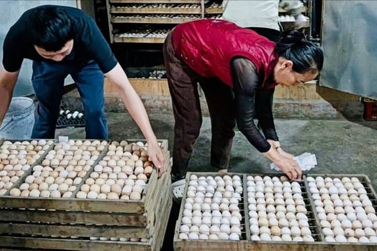 Xã Phúc Thọ nâng tầm nông nghiệp từ con giống gia cầm