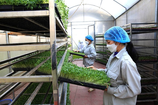 Kinh tế trang trại: "Mắt xích xanh" trong tái cơ cấu nông nghiệp Thủ đô