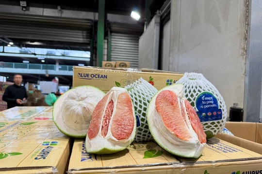 Bưởi Việt Nam chính thức đặt chân vào thị trường Úc