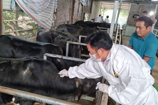 Các tỉnh, thành phố thực hiện Kế hoạch quốc gia phòng, chống dịch bệnh cho động vật nuôi giai đoạn 2026-2030