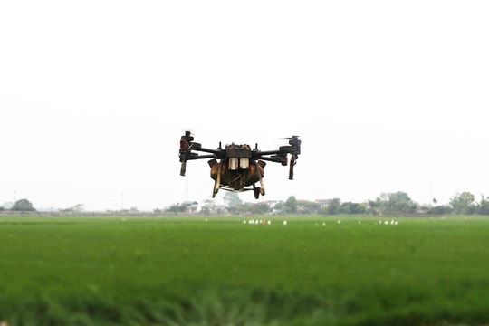 Nông dân sử dụng drone phun thuốc bảo vệ lúa