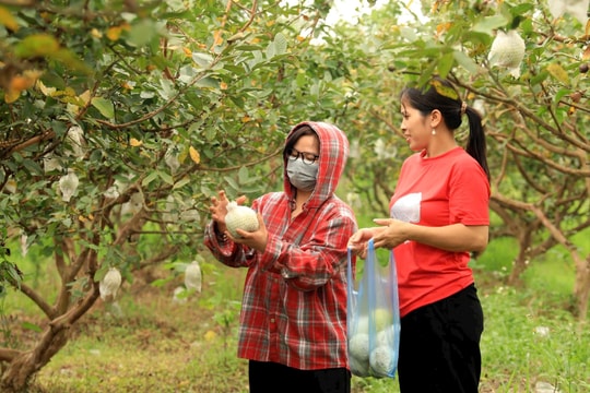 Yên Lãng phát triển nông nghiệp xanh, nâng tầm sản phẩm OCOP