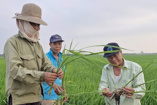 Phú Xuyên: Chủ động phòng trừ sâu bệnh gây hại cây trồng vụ Xuân