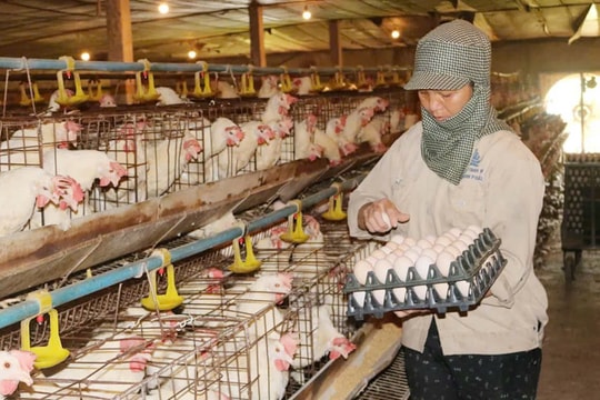 Tái cấu trúc ngành chăn nuôi: Gỡ “nút thắt” phụ thuộc để tăng sức cạnh tranh