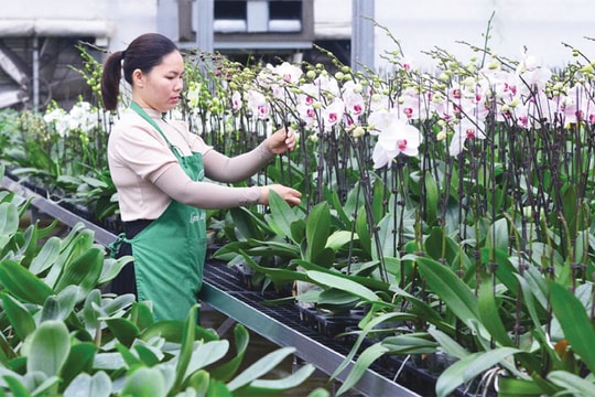 Nông nghiệp Hà Nội trong cấu trúc đô thị mới