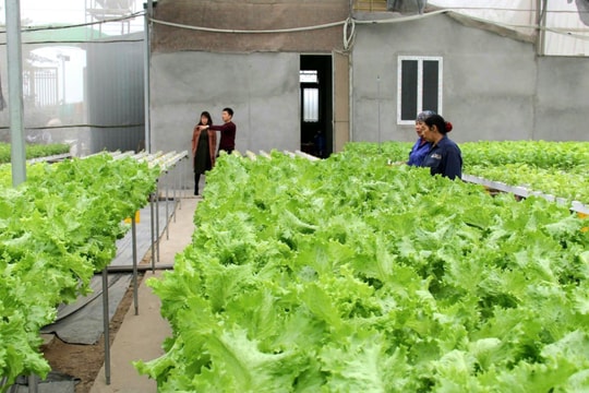 Hợp tác xã Dịch vụ nông nghiệp tổng hợp An Phát: Nỗ lực khơi thông “dòng chảy” liên kết chuỗi