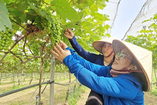 Thúc đẩy chuyển đổi xanh trong nông nghiệp