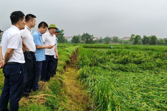 Kiều Phú khẩn trương khắc phục hậu quả giông lốc, mưa đá