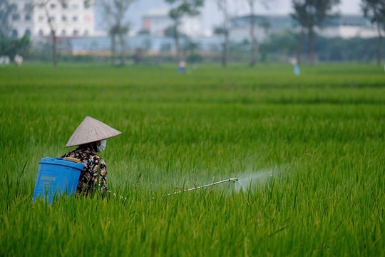 Bảo vệ năng suất vụ đông xuân trước “áp lực kép”