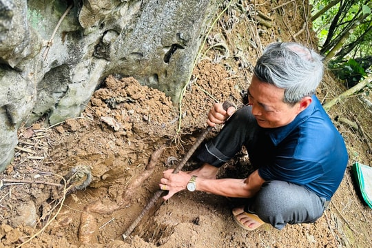 Một ngày đào “lộc đất” ở Hương Sơn