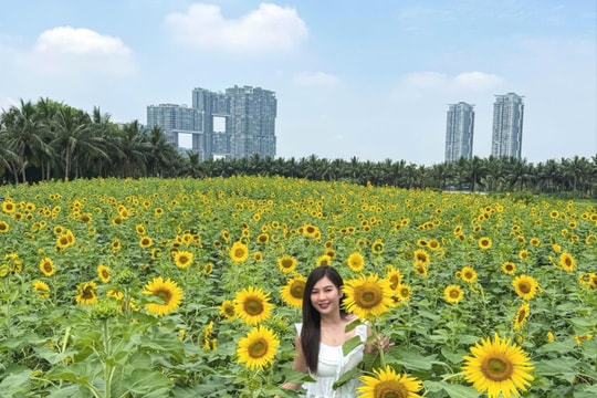 Check-in đồi hoa hướng dương rực vàng ngay sát Hà Nội