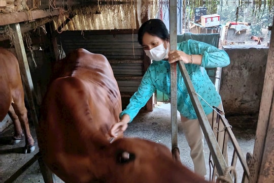 Hà Nội chủ động ngăn chặn nguy cơ xâm nhập virus lở mồm long móng serotype SAT1