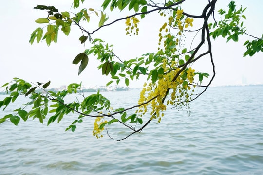 Nối dài những mùa hoa Hà Nội