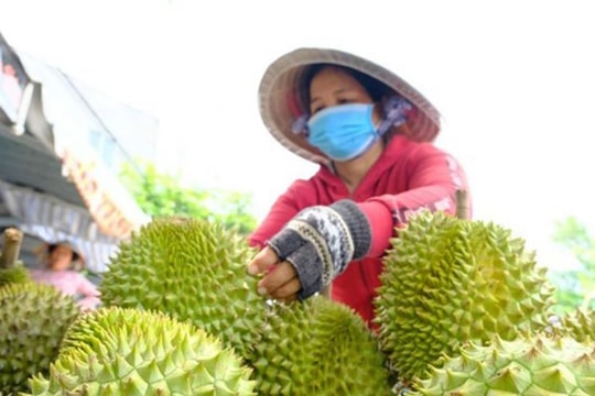 Gỡ “nút thắt” kiểm nghiệm để cứu giá sầu riêng, thúc đẩy xuất khẩu nông sản