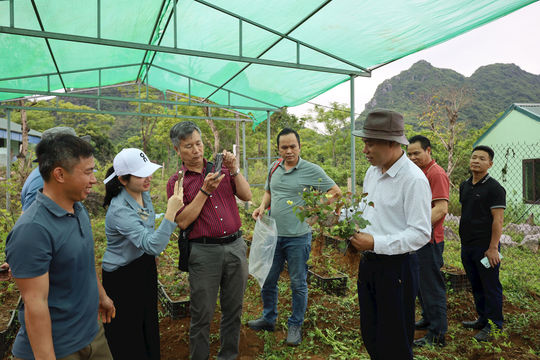 Đánh thức giá trị sâm Ắng Bằng - Phúc Sơn