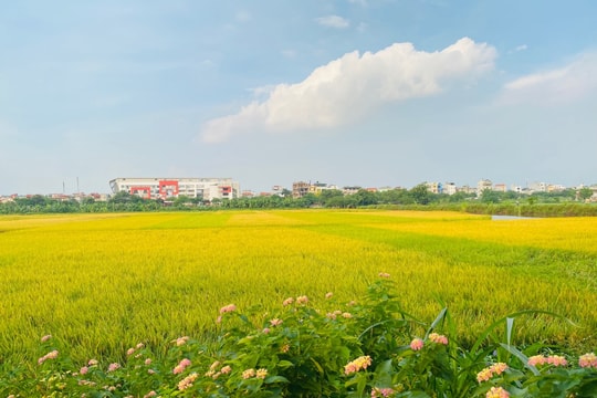 Hà Nội giảm hơn 700ha đất trồng lúa