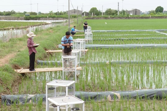 Giảm phát thải ngành lúa: Không thể chỉ làm trên giấy