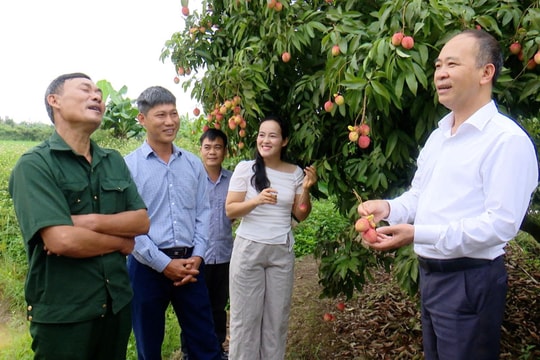 Vải trứng Hưng Yên hút khách: Chưa vào chính vụ, nhà vườn đã tấp nập khách đặt mua