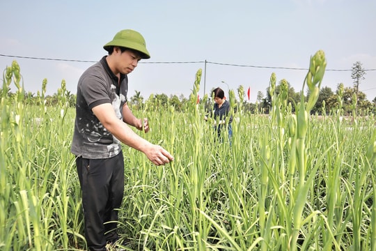Xã Hát môn phấn đấu đến năm 2030 đạt chuẩn nông thôn mới hiện đại