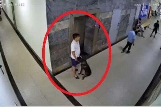 Thú cưng không thể là “lá chắn” cho hành vi coi thường cộng đồng