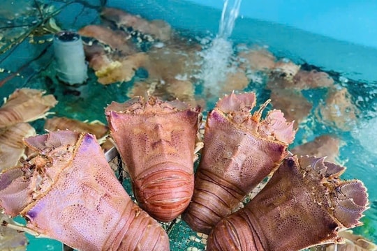Tháo gỡ “điểm nghẽn”, tạo đà bứt phá cho thủy sản Việt Nam