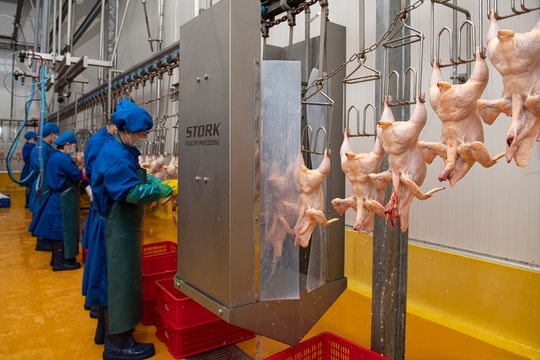 Siết chặt quản lý giết mổ động vật: Xóa cơ sở nhỏ lẻ, hướng tới chuỗi an toàn